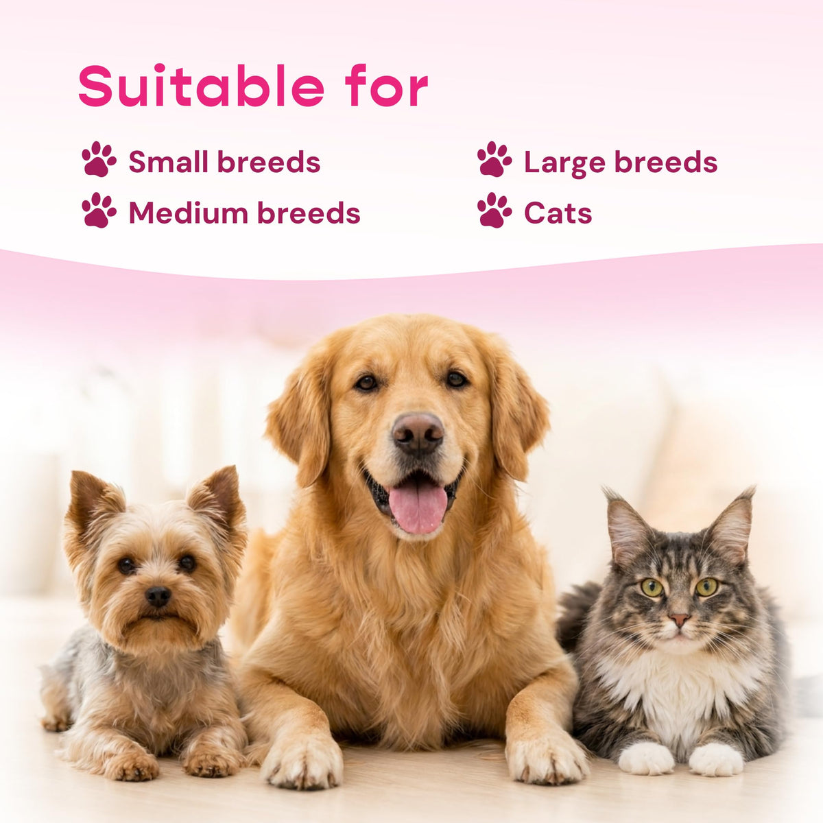 Liquid Pet Supplement with Astragalus, Elderberry, Echinacea & Beta Glucan, 2 fl oz P940464